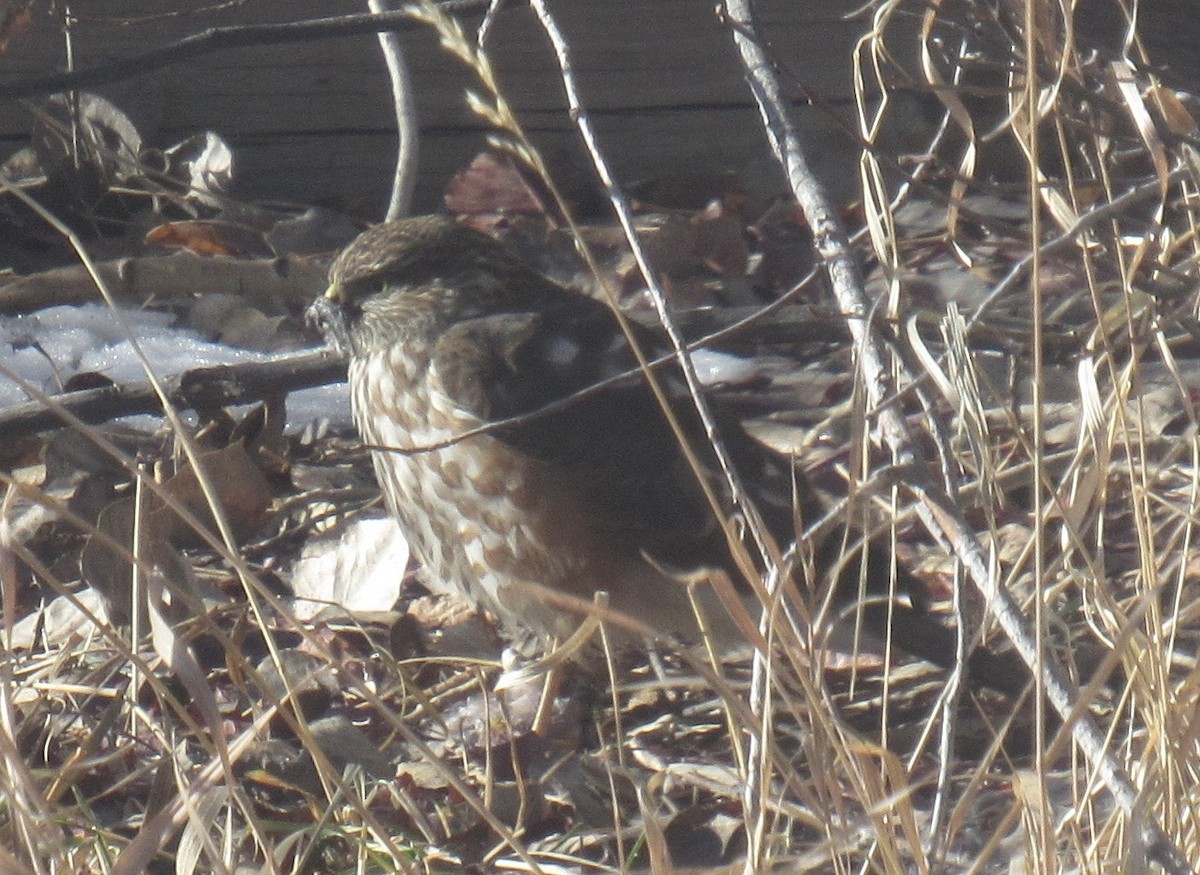 Sharp-shinned Hawk - ML646636573