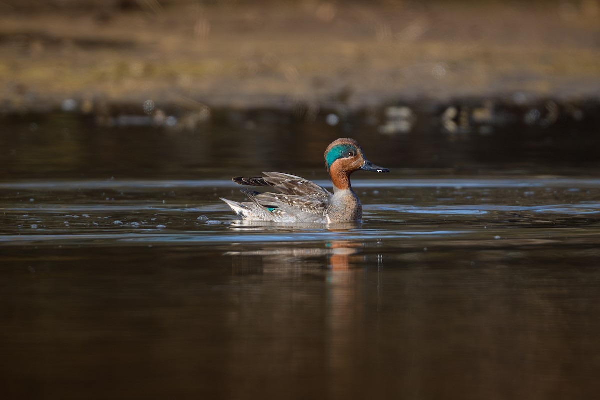 čírka obecná - ML646636575
