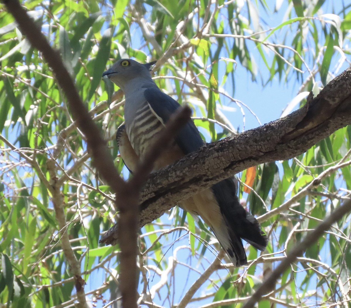 Шуляк австралійський - ML646636576