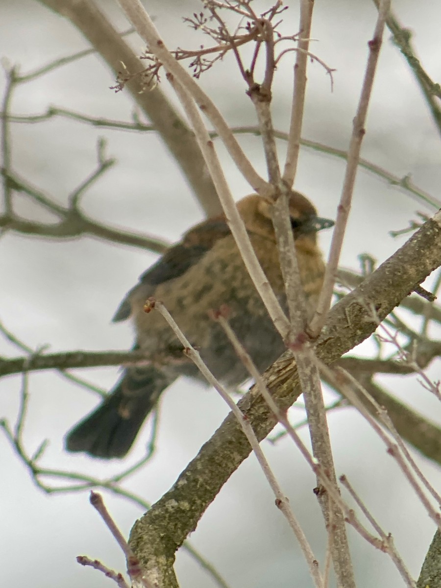 クロムクドリモドキ - ML646636577