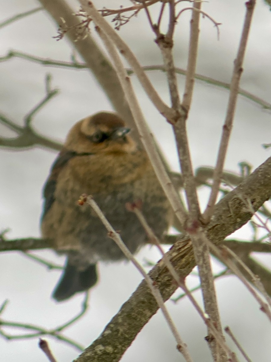 クロムクドリモドキ - ML646636578