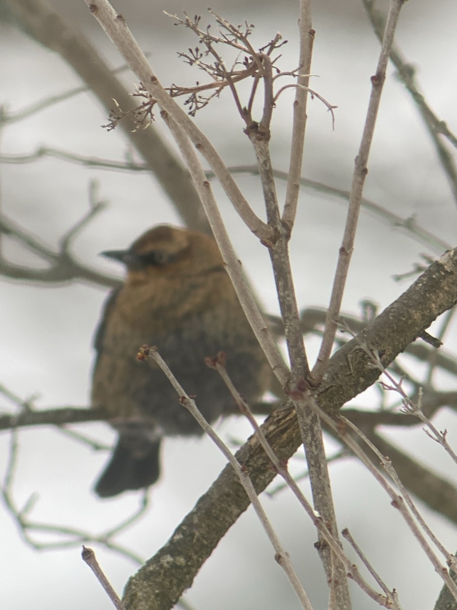 クロムクドリモドキ - ML646636579
