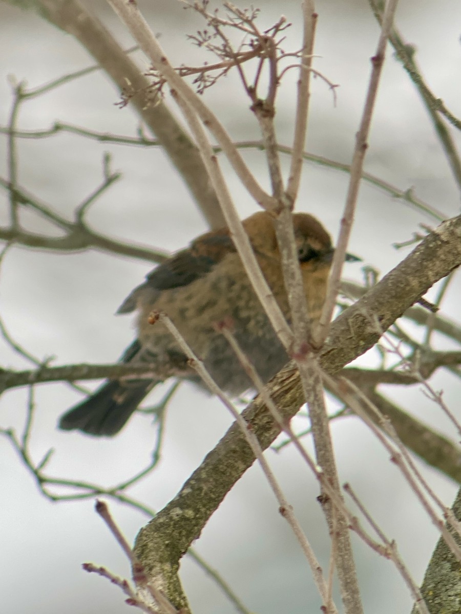 クロムクドリモドキ - ML646636580