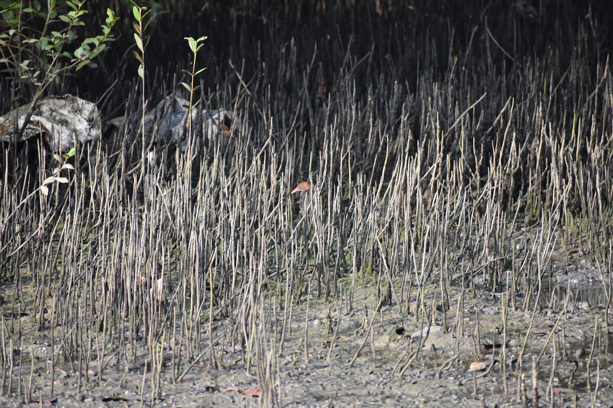 Slaty-breasted Rail - ML646636581