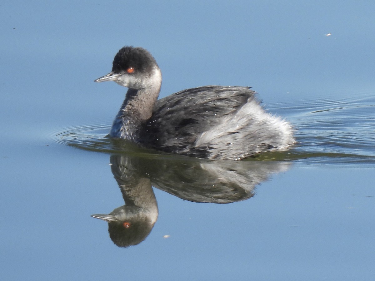 Grèbe à cou noir - ML646636582