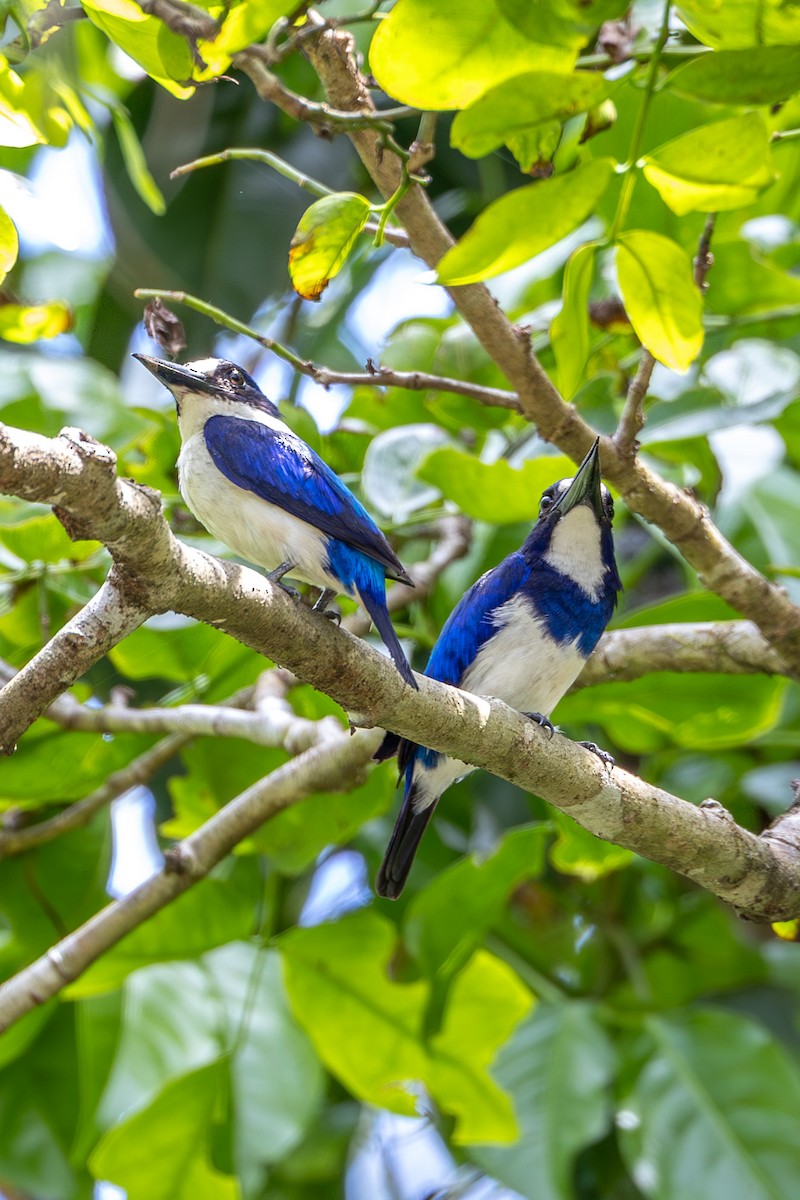 Blue-and-white Kingfisher - ML646636583