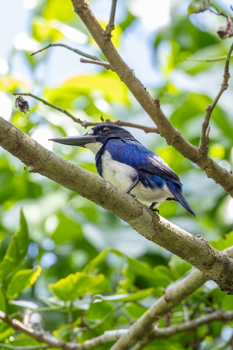 Blue-and-white Kingfisher - ML646636584