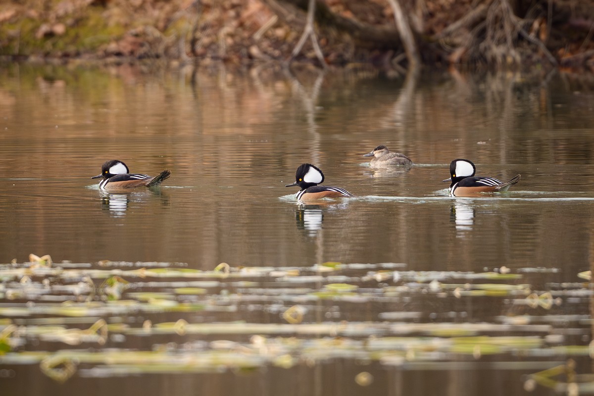 morčák chocholatý - ML646636586