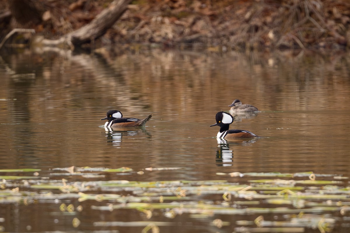 morčák chocholatý - ML646636587
