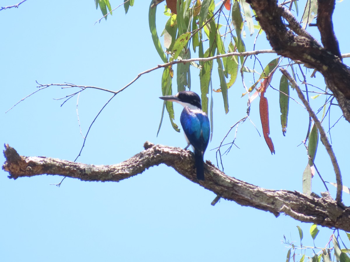 Альціон лісовий - ML646636588