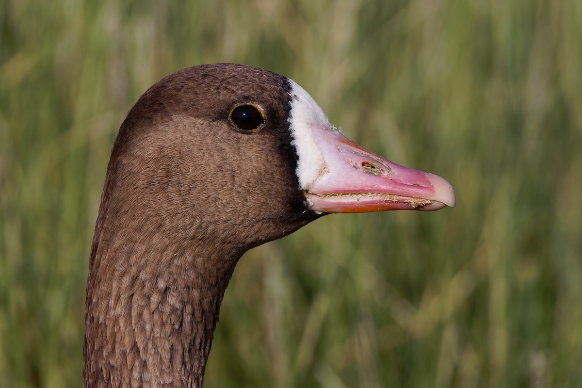 Гуска білолоба - ML646636591