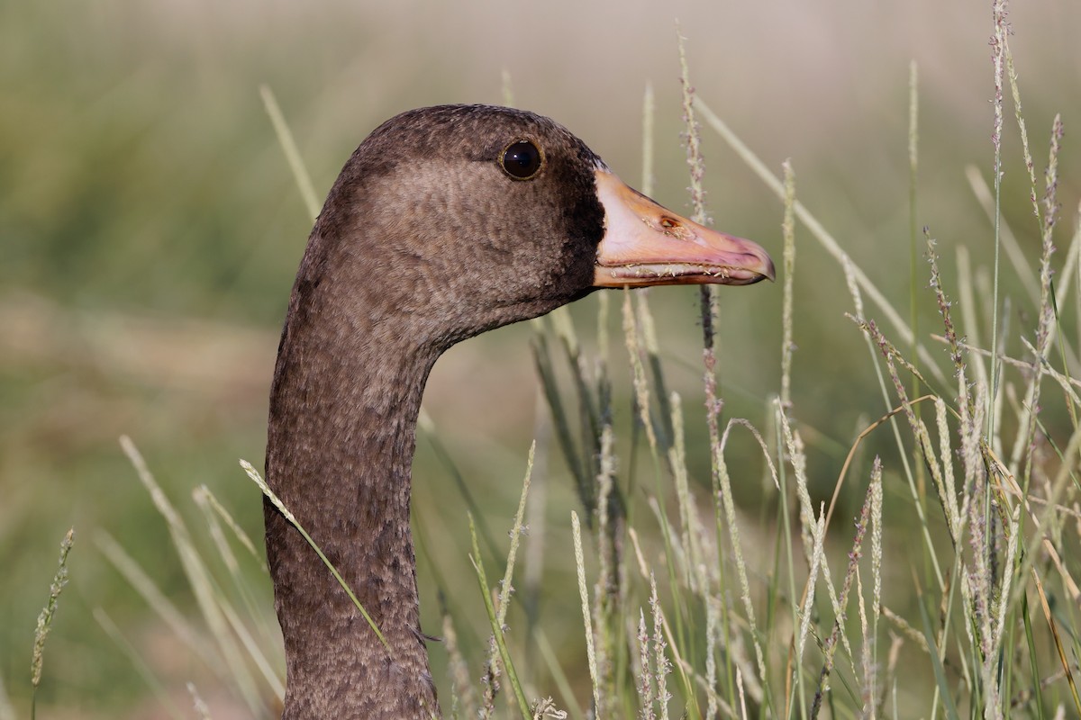 Гуска білолоба - ML646636592