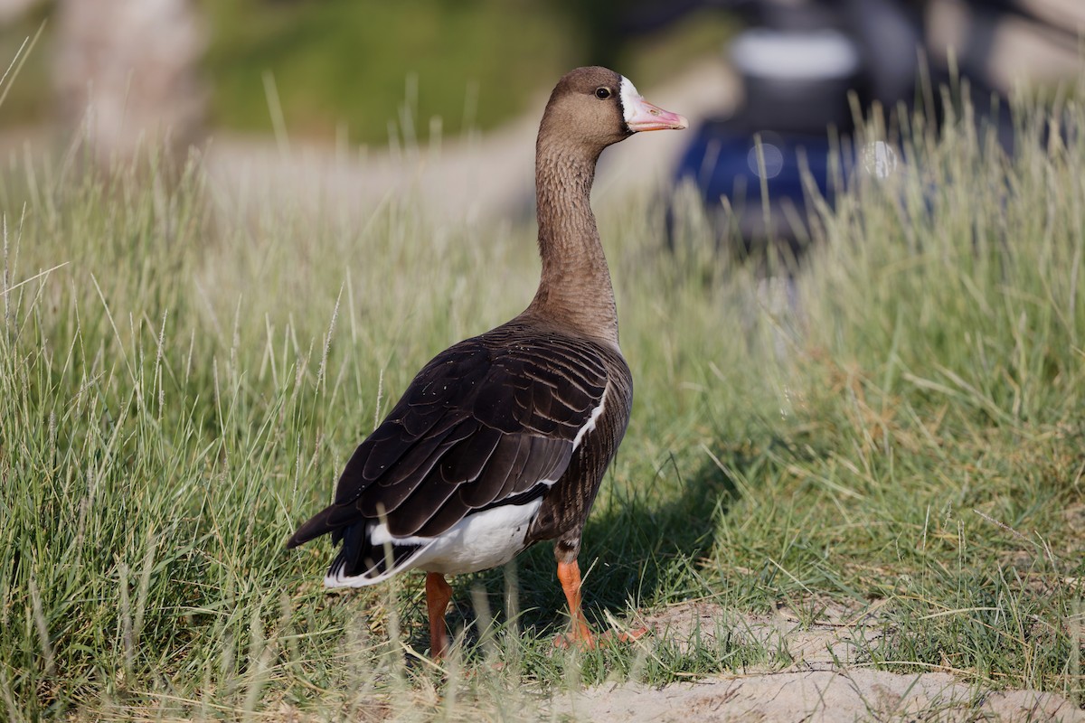 Гуска білолоба - ML646636593