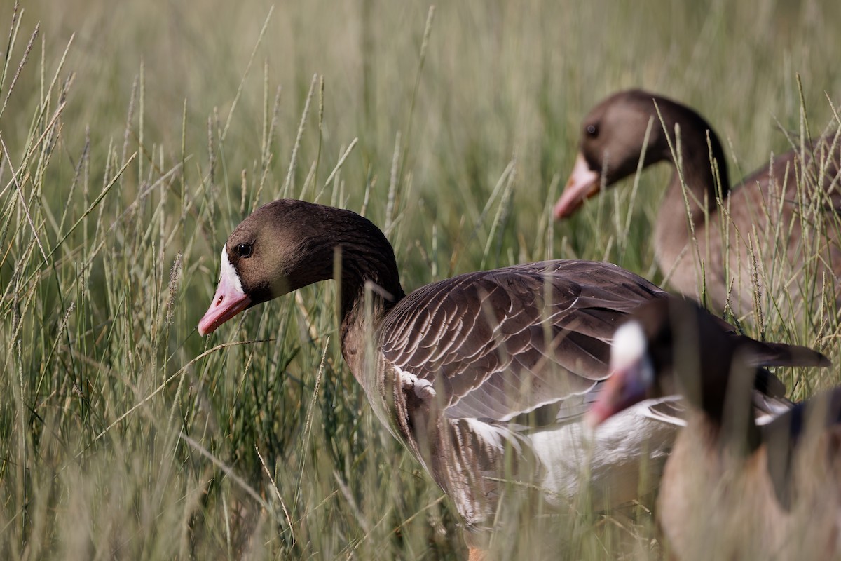 Гуска білолоба - ML646636594