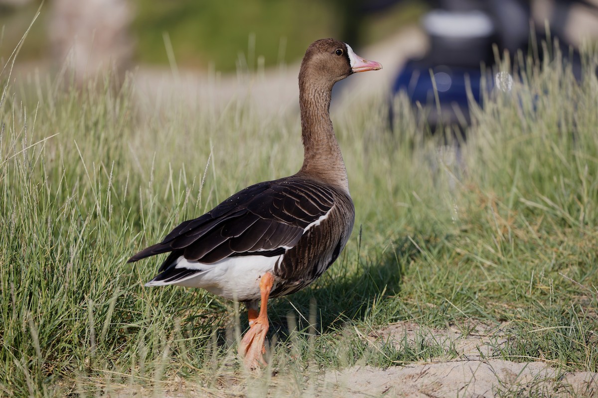 Гуска білолоба - ML646636595