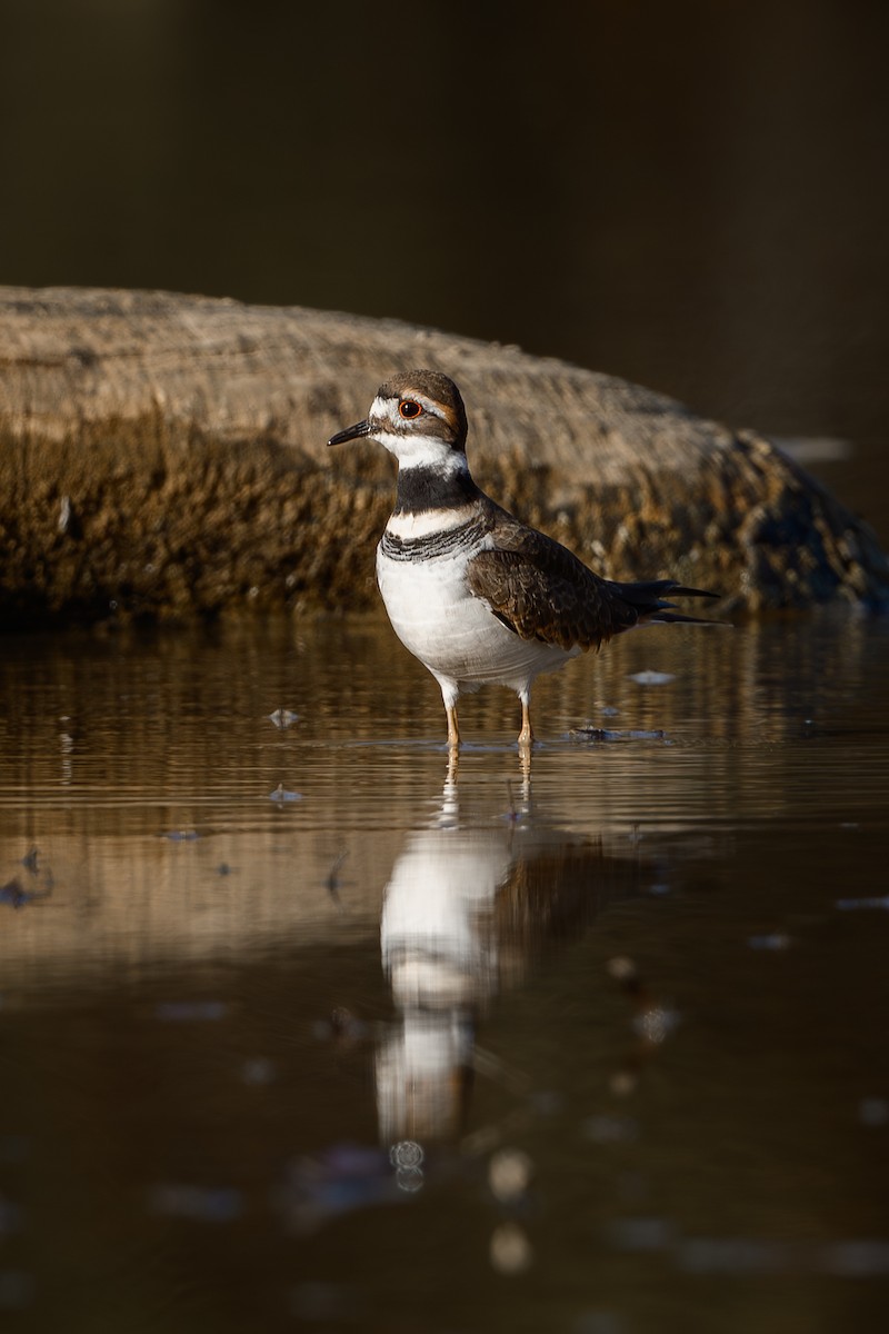 kulík rezavoocasý - ML646636596