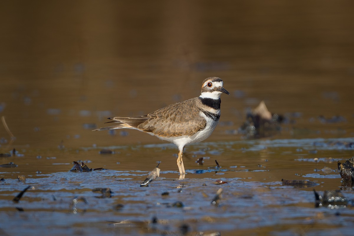 kulík rezavoocasý - ML646636597