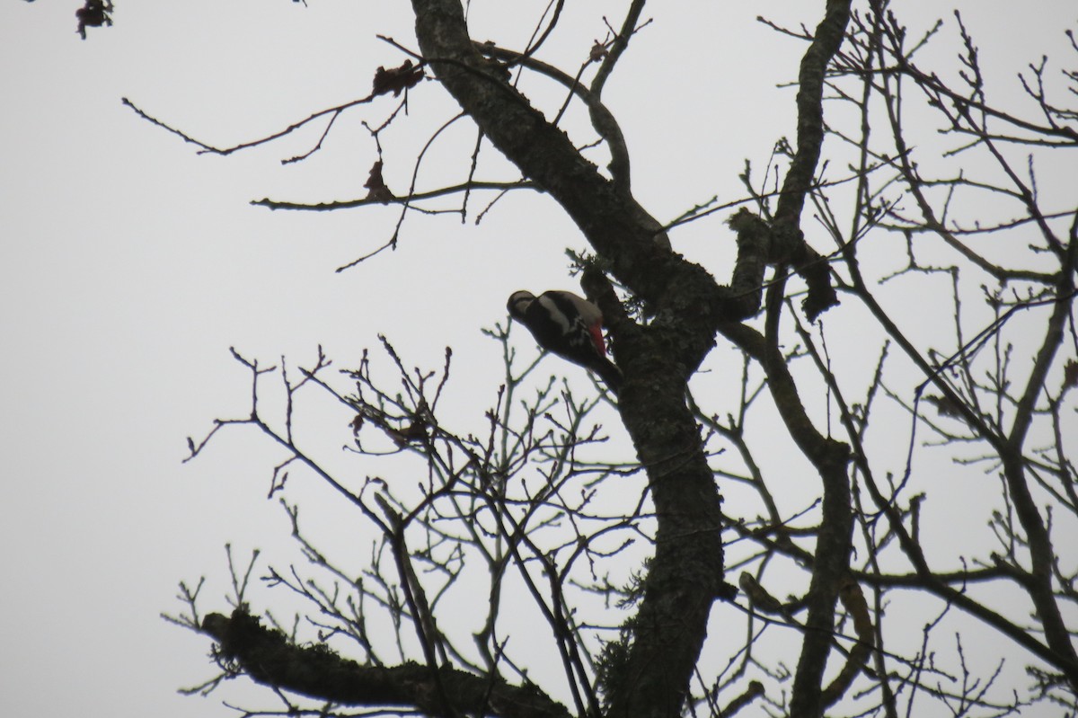 Большой пёстрый дятел - ML646636601