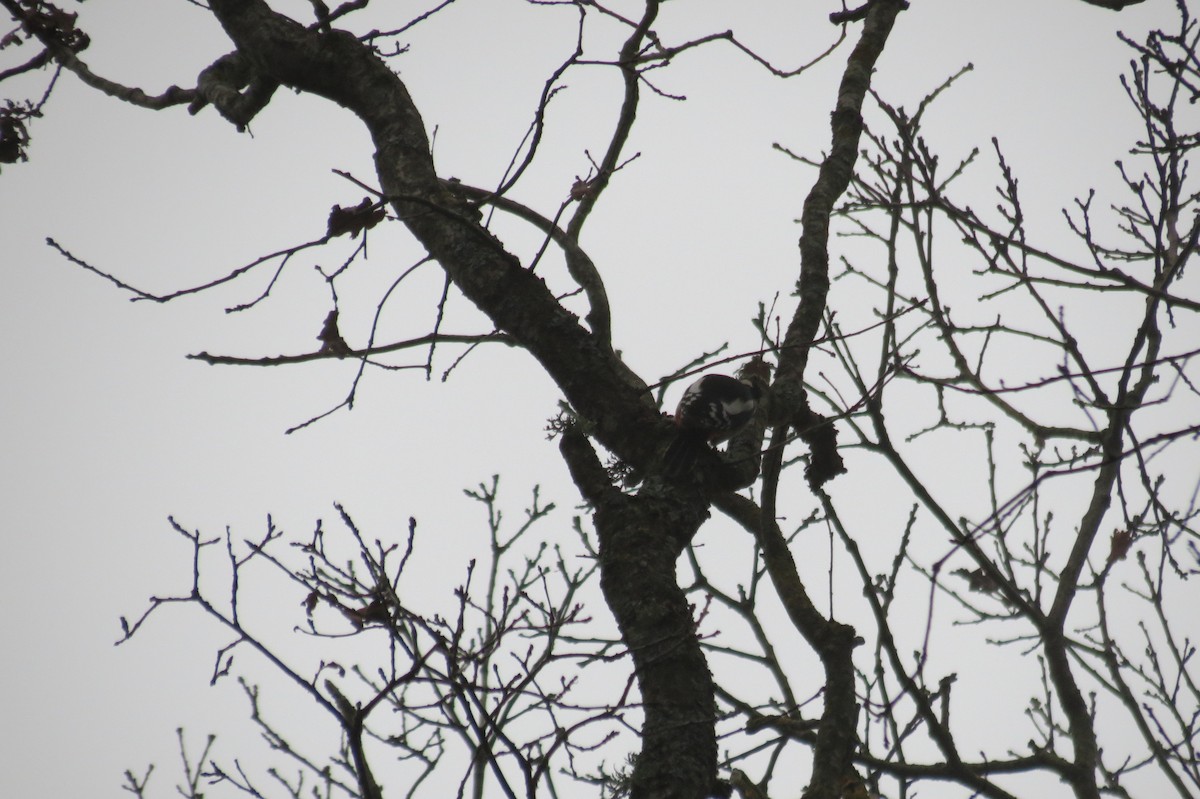 Большой пёстрый дятел - ML646636602