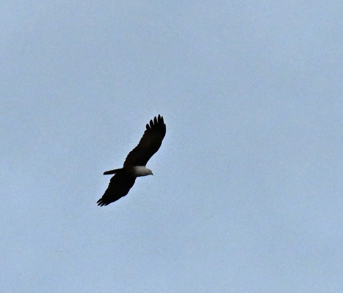 Brahminy Kite - ML646636603