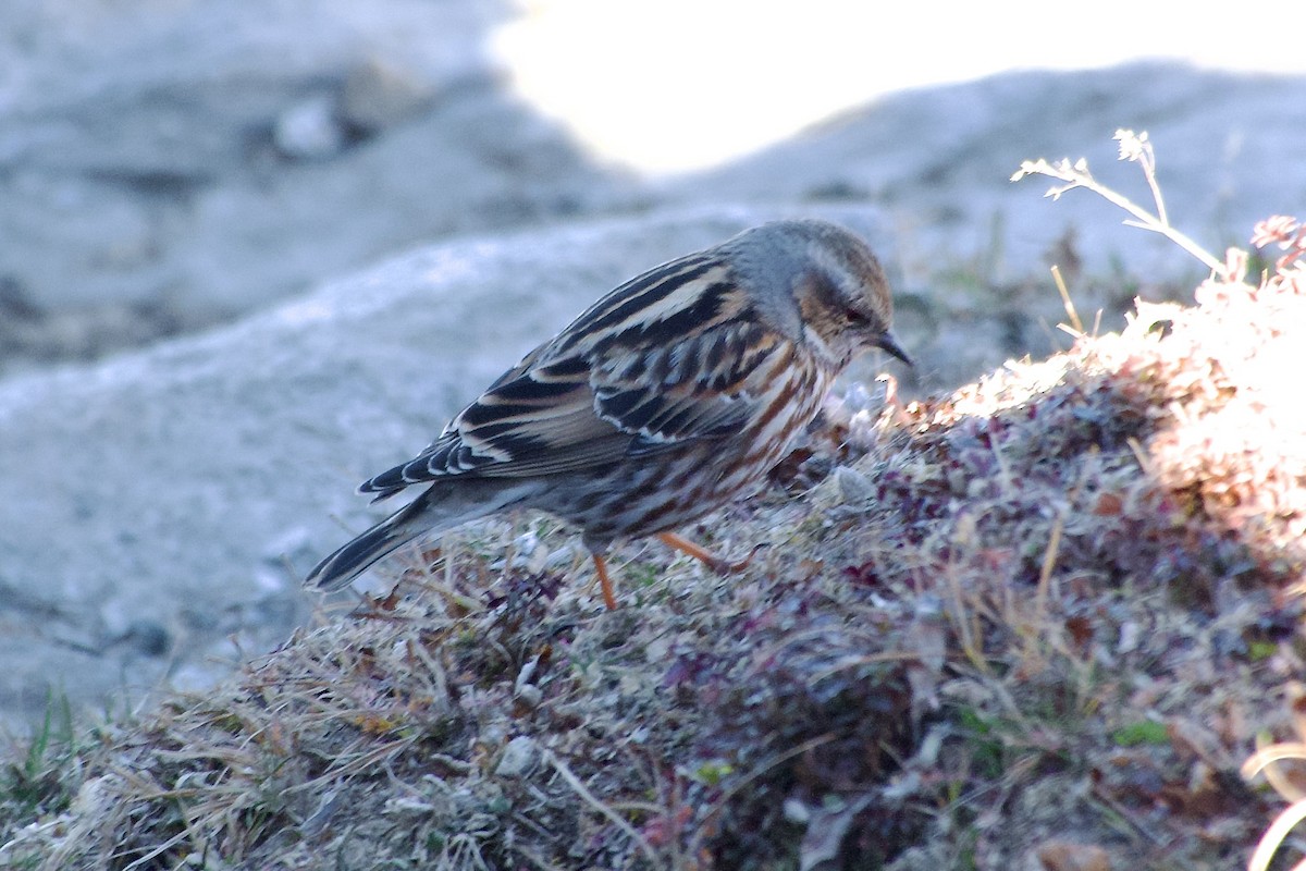 Altay Dağbülbülü - ML646636605