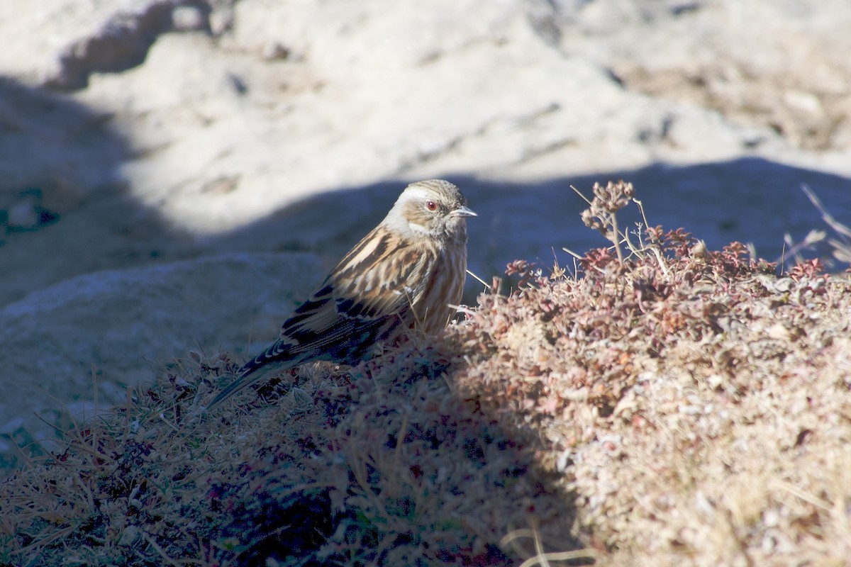 Altay Dağbülbülü - ML646636606