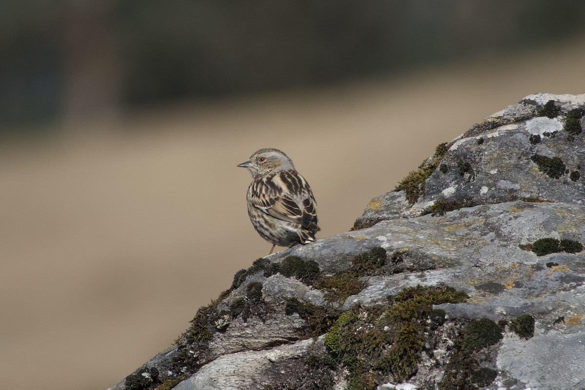 Altay Dağbülbülü - ML646636607