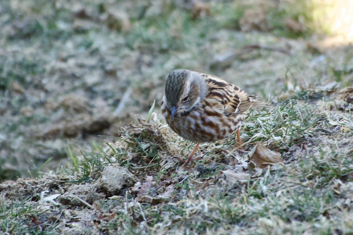 Altay Dağbülbülü - ML646636608