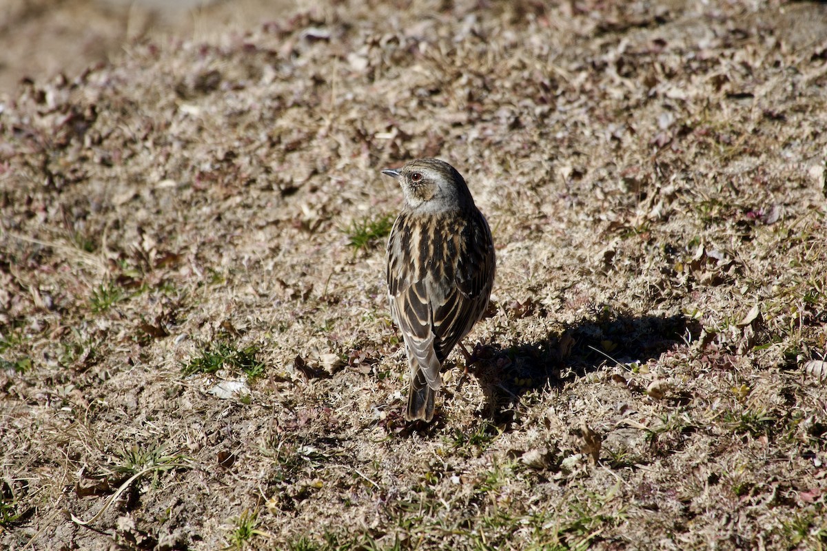 Altay Dağbülbülü - ML646636609