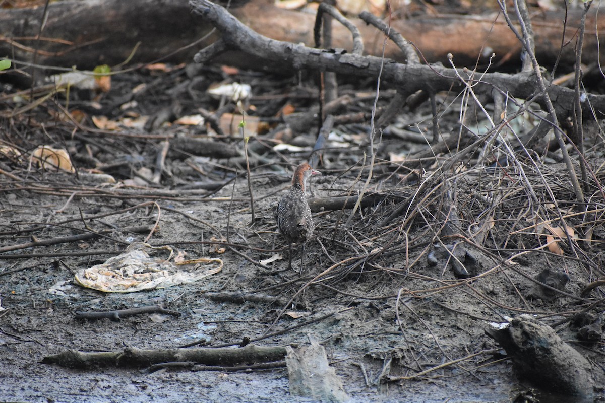 Slaty-breasted Rail - ML646636611