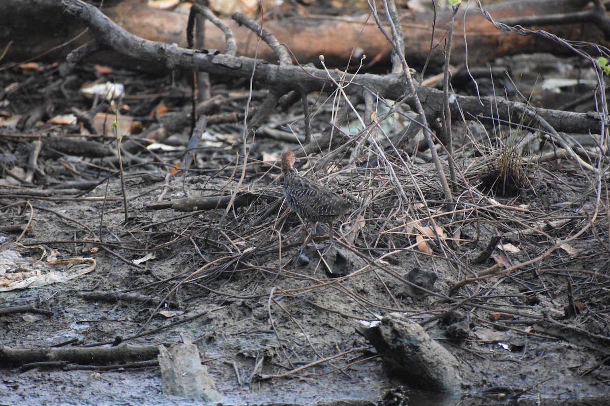 Slaty-breasted Rail - ML646636612