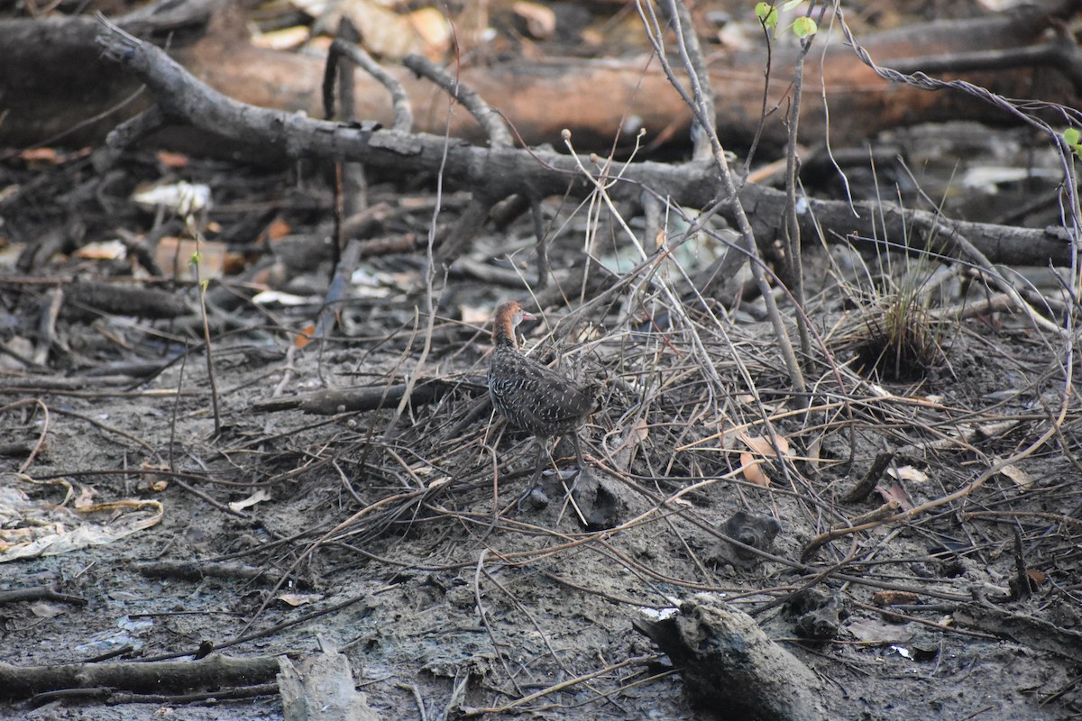 Slaty-breasted Rail - ML646636613