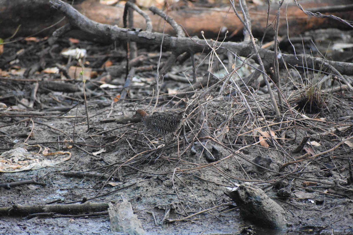 Slaty-breasted Rail - ML646636614