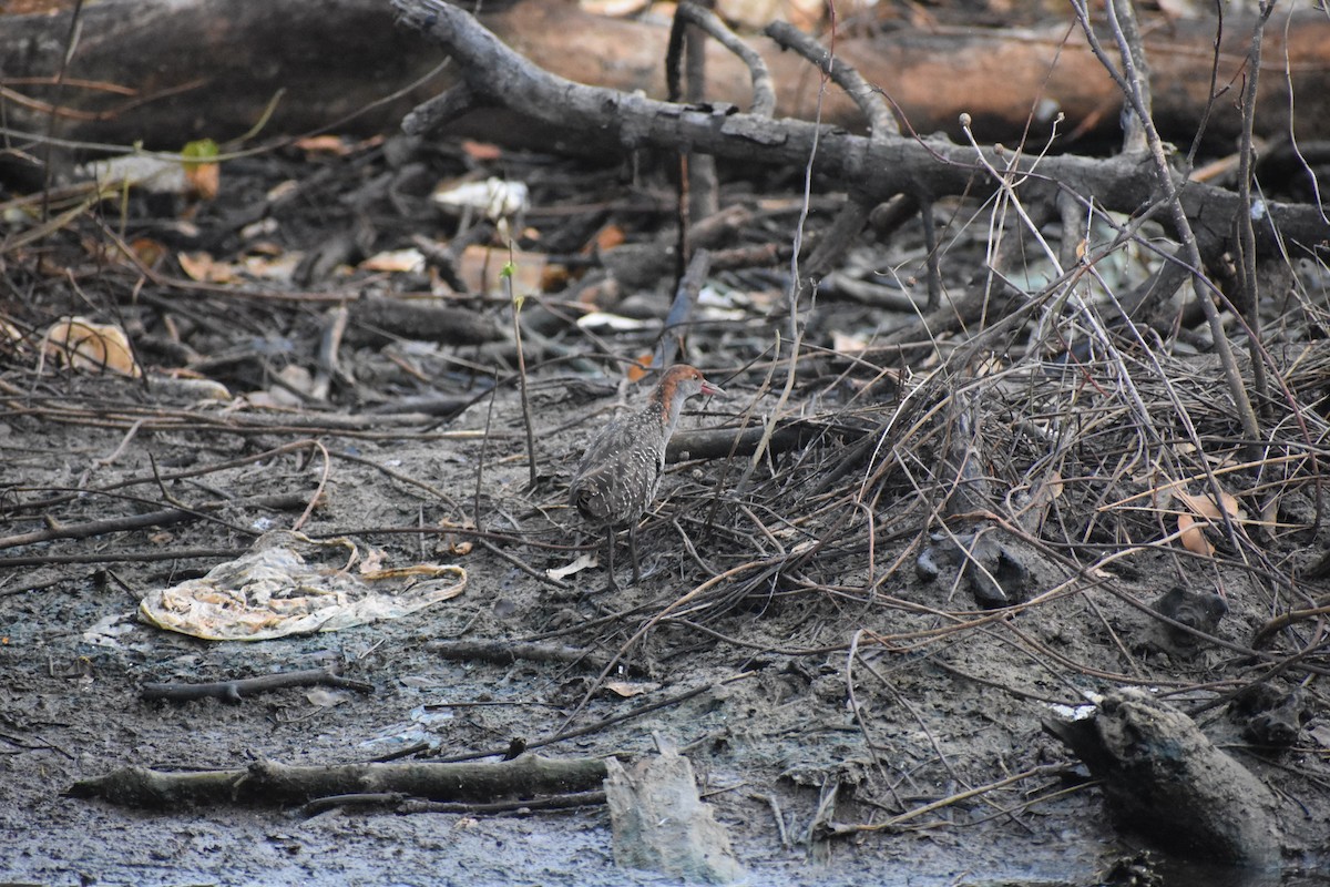 Slaty-breasted Rail - ML646636615
