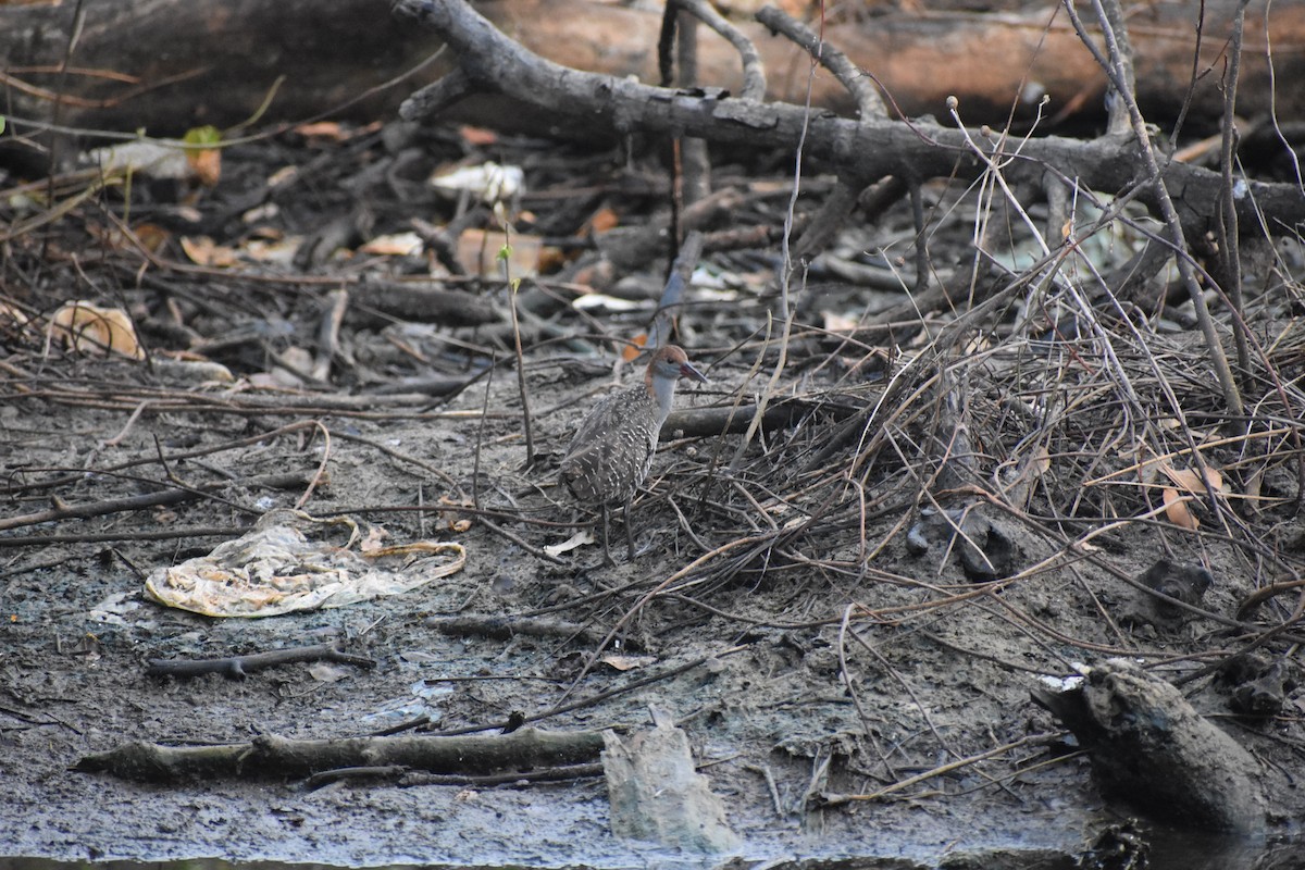 Slaty-breasted Rail - ML646636617
