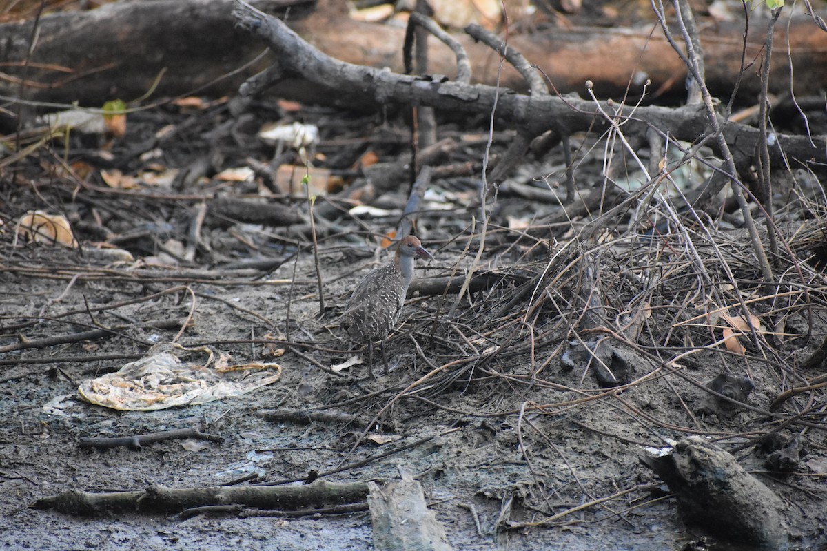 Slaty-breasted Rail - ML646636618