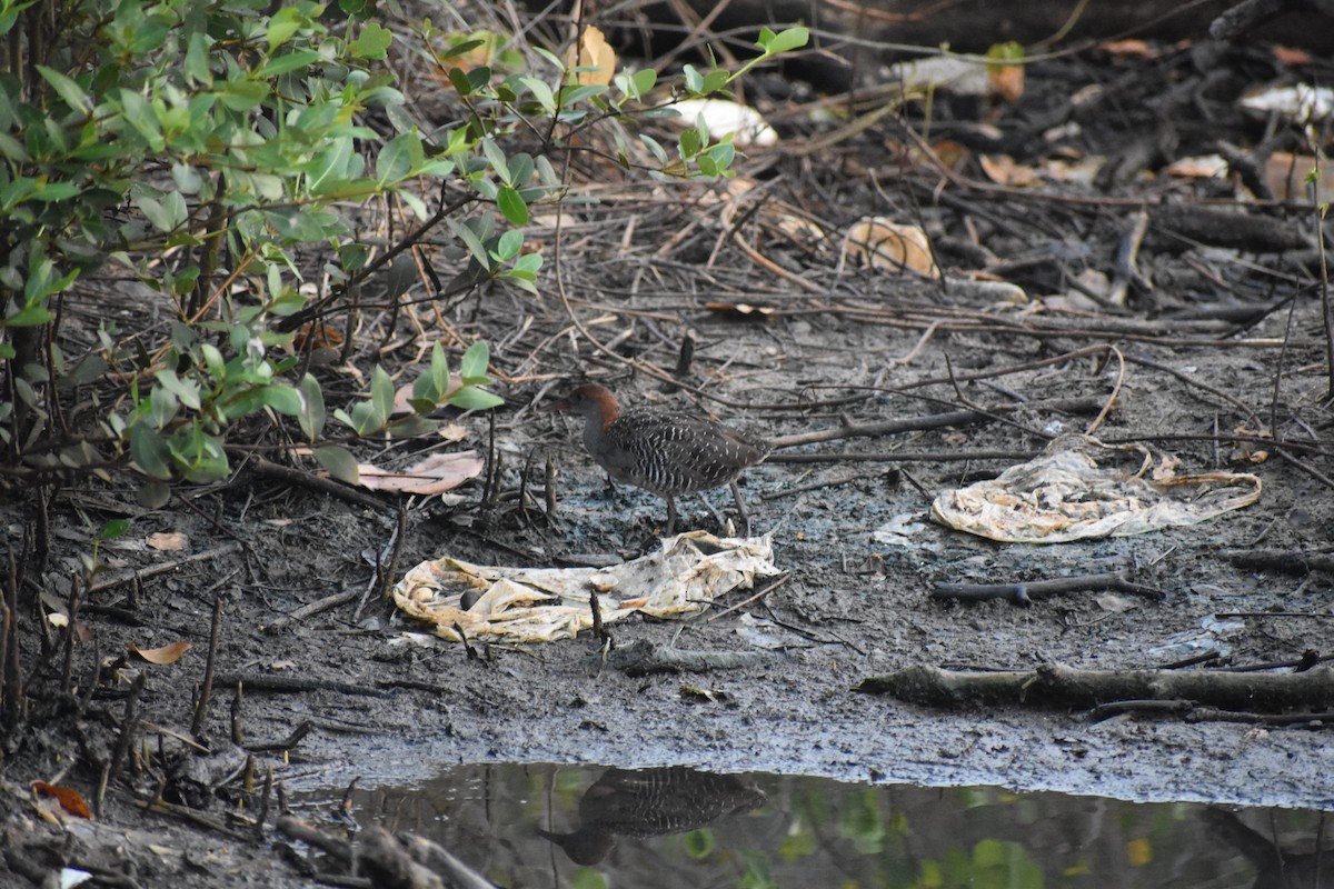 Slaty-breasted Rail - ML646636619