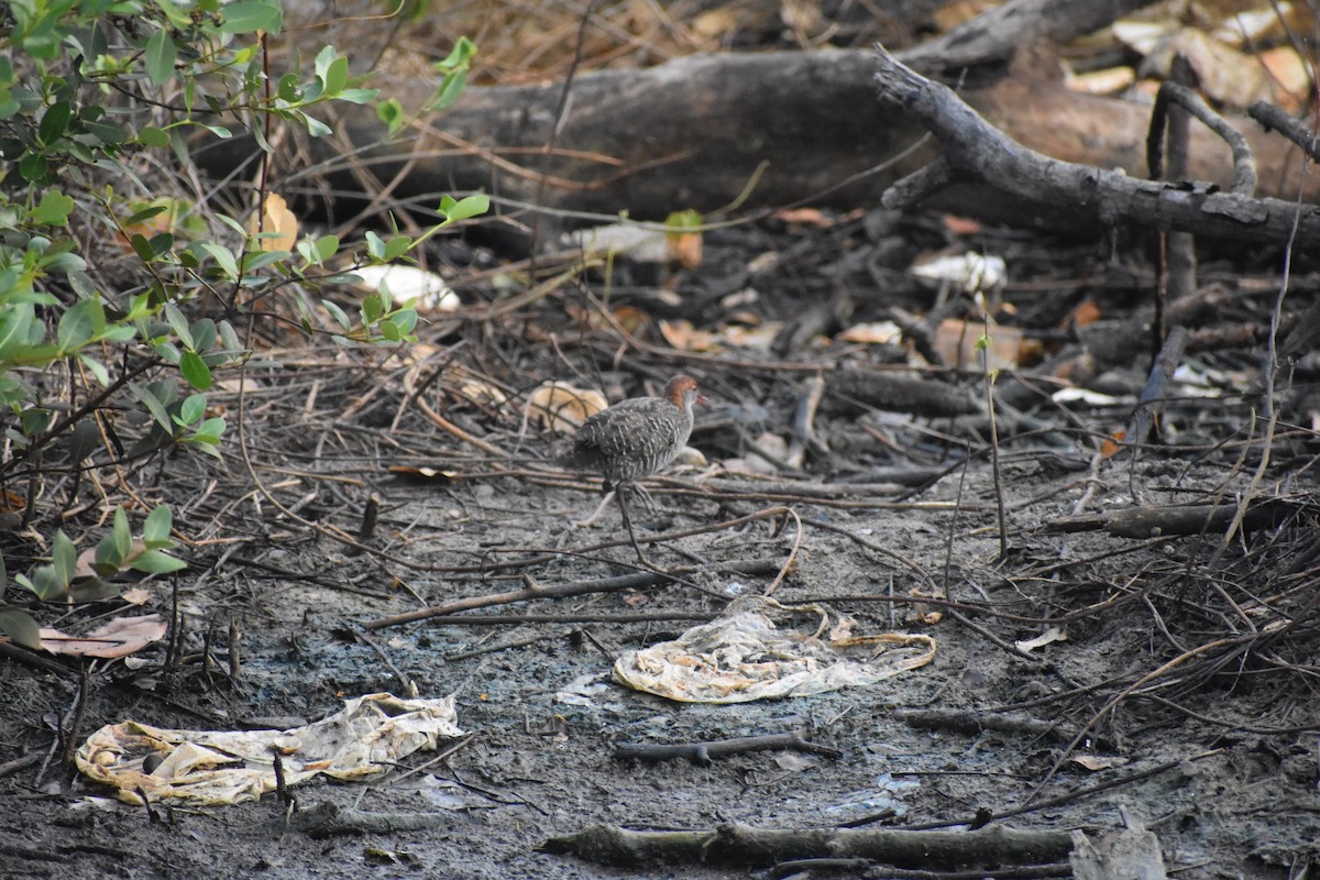 Slaty-breasted Rail - ML646636620
