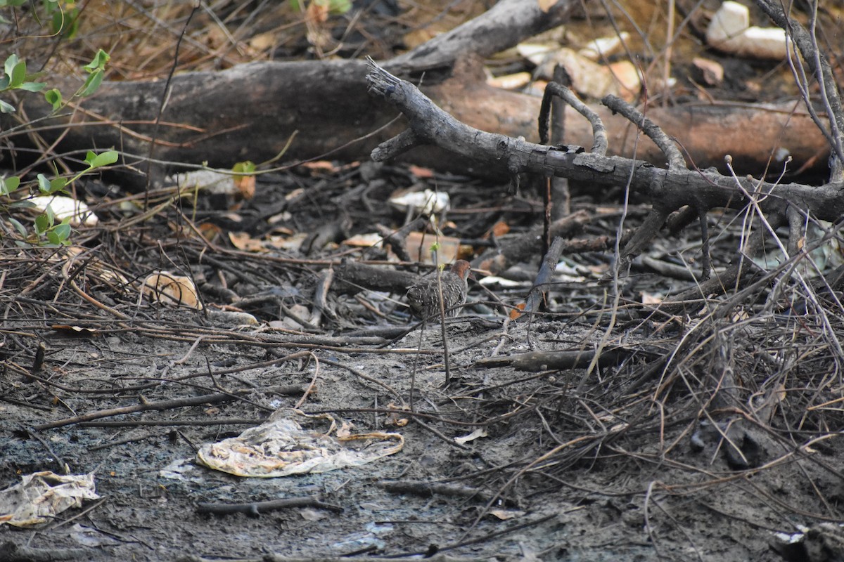 Slaty-breasted Rail - ML646636621