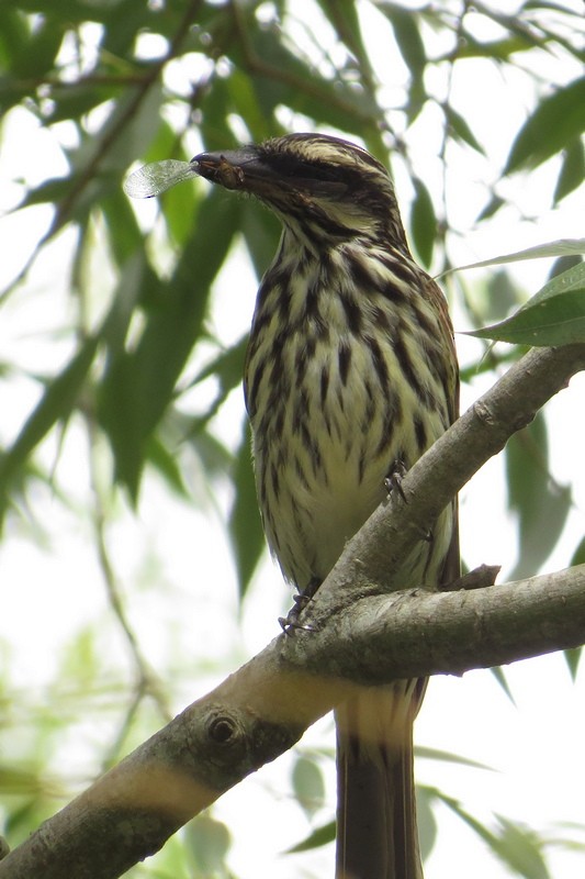 Streaked Flycatcher - ML646636622
