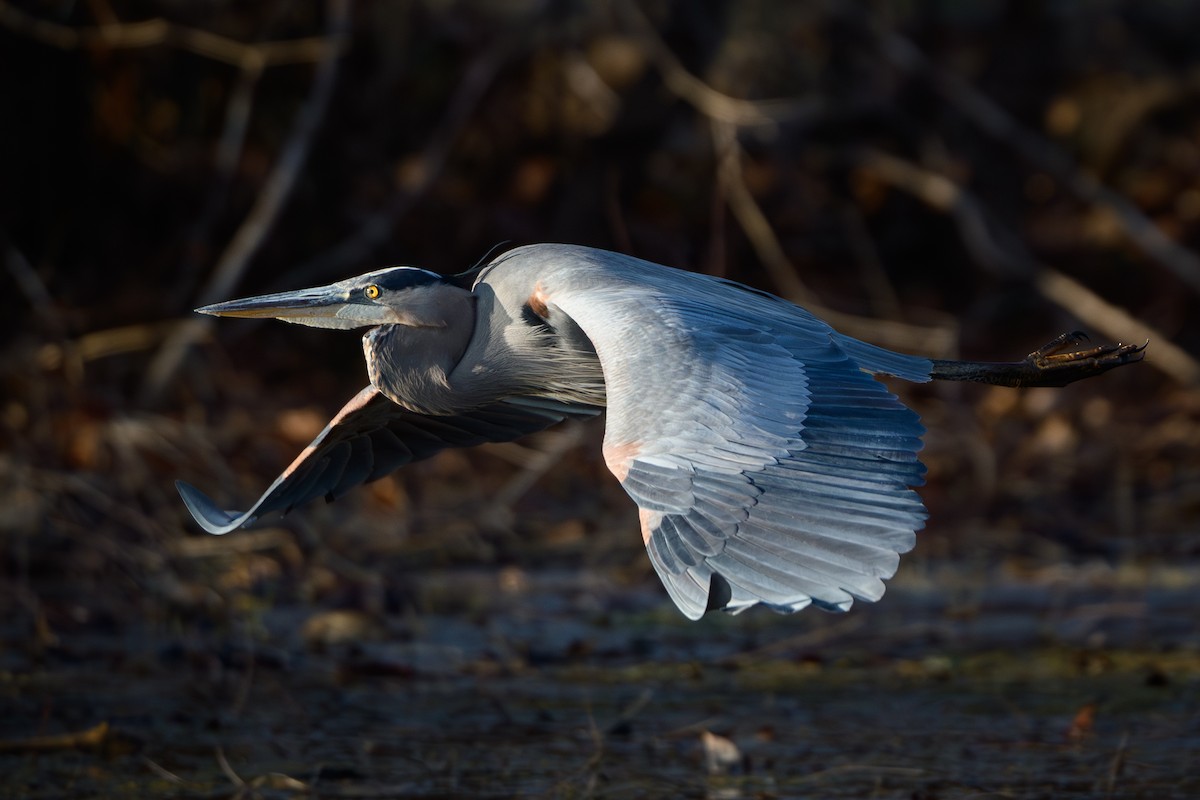 volavka velká - ML646636623