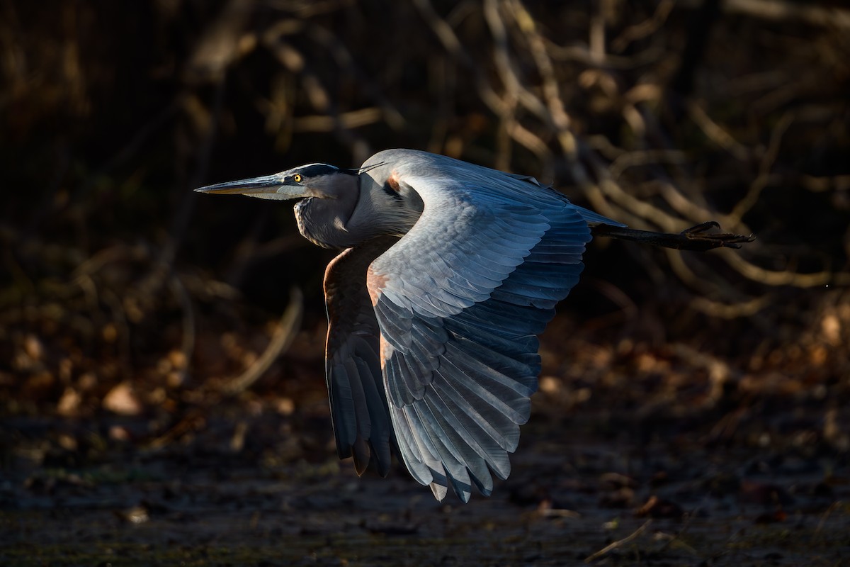 volavka velká - ML646636624