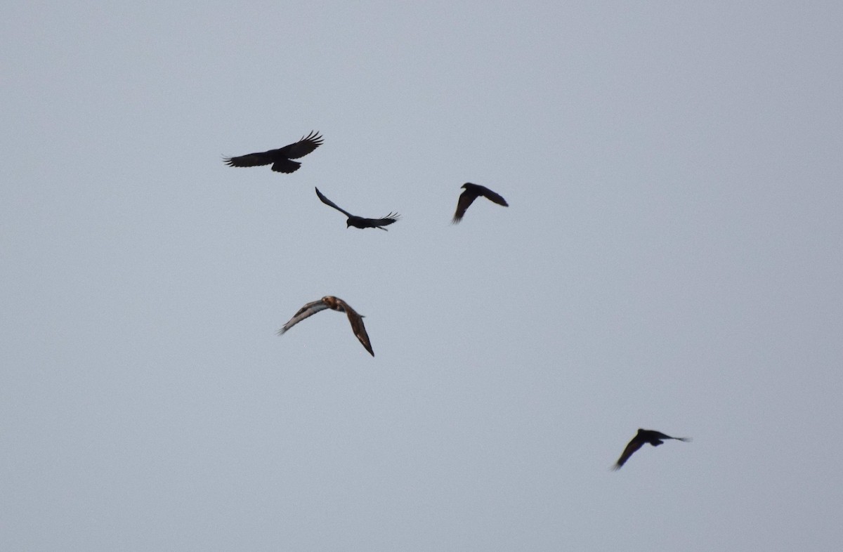 American Crow - ML646636626