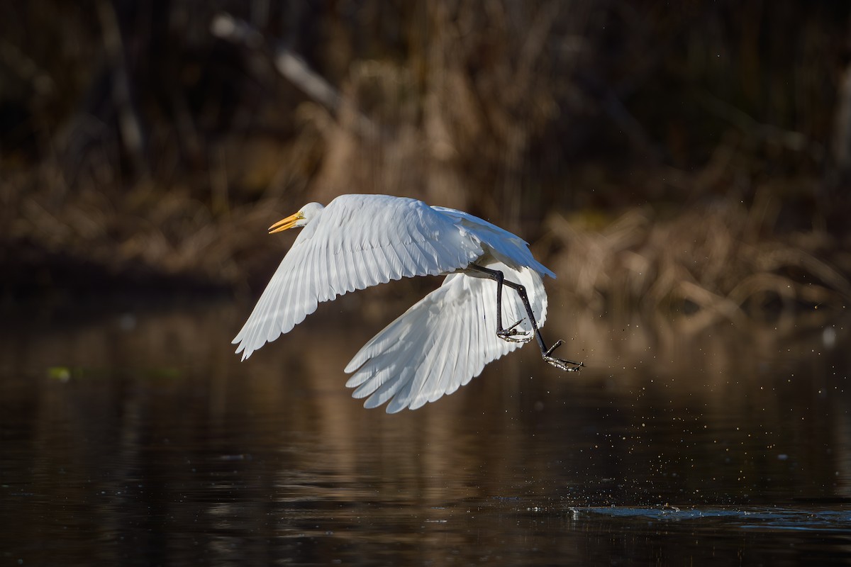 volavka bílá (ssp. egretta) - ML646636627