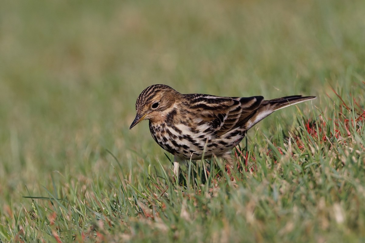 Щеврик червоногрудий - ML646636628