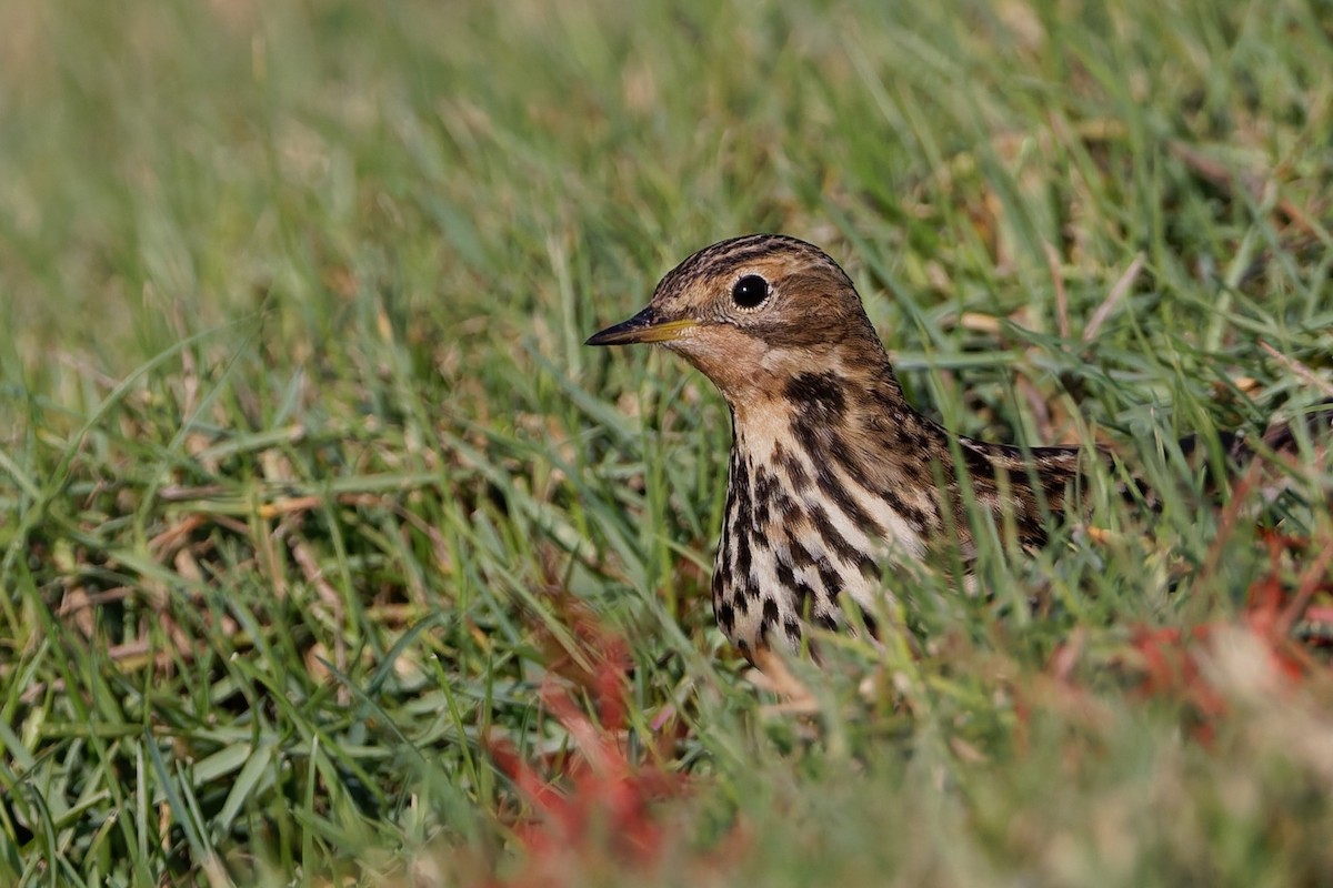 Щеврик червоногрудий - ML646636629