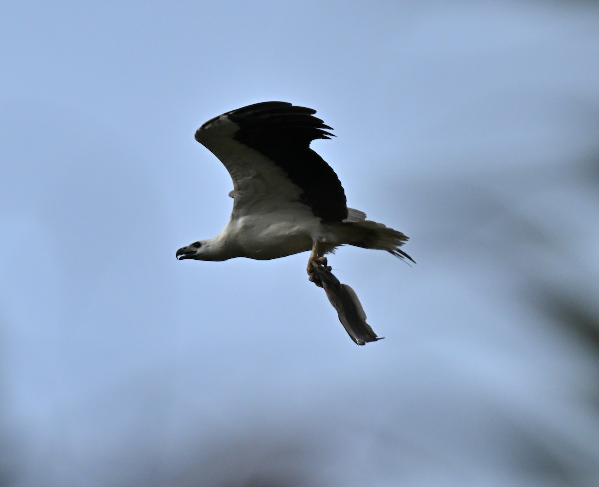 White-bellied Sea-Eagle - ML646636631