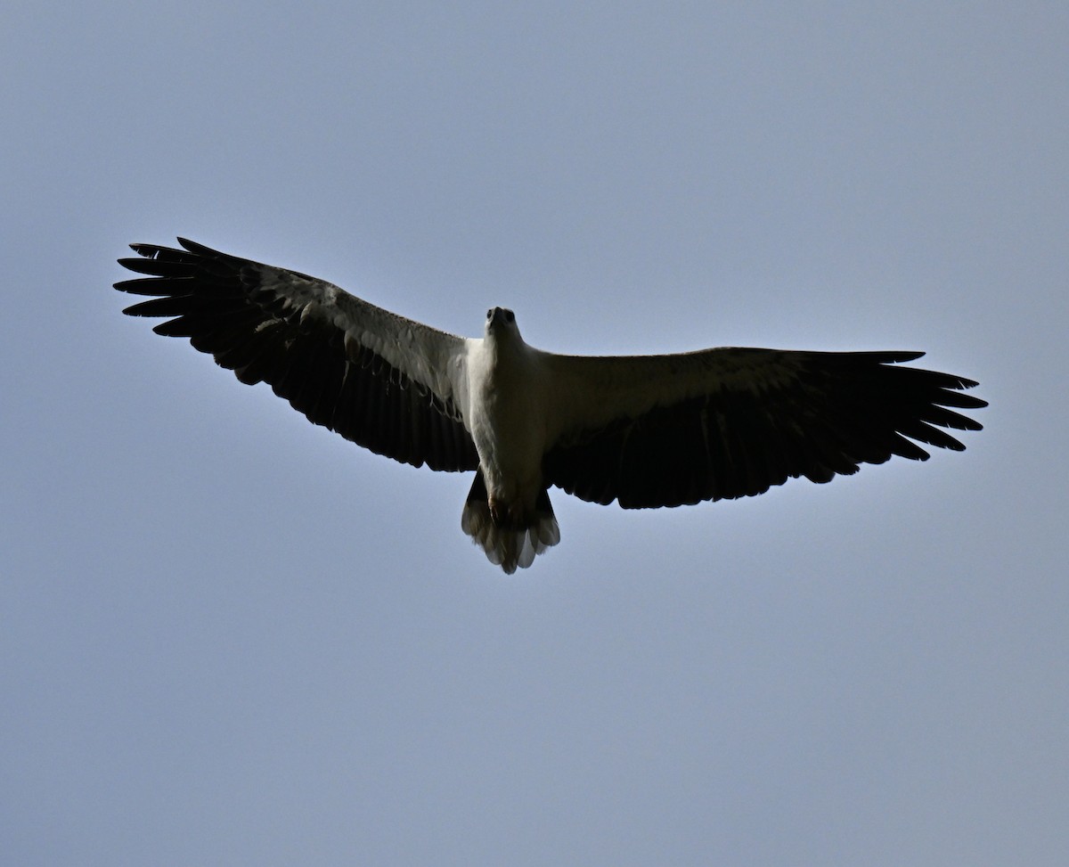 White-bellied Sea-Eagle - ML646636632