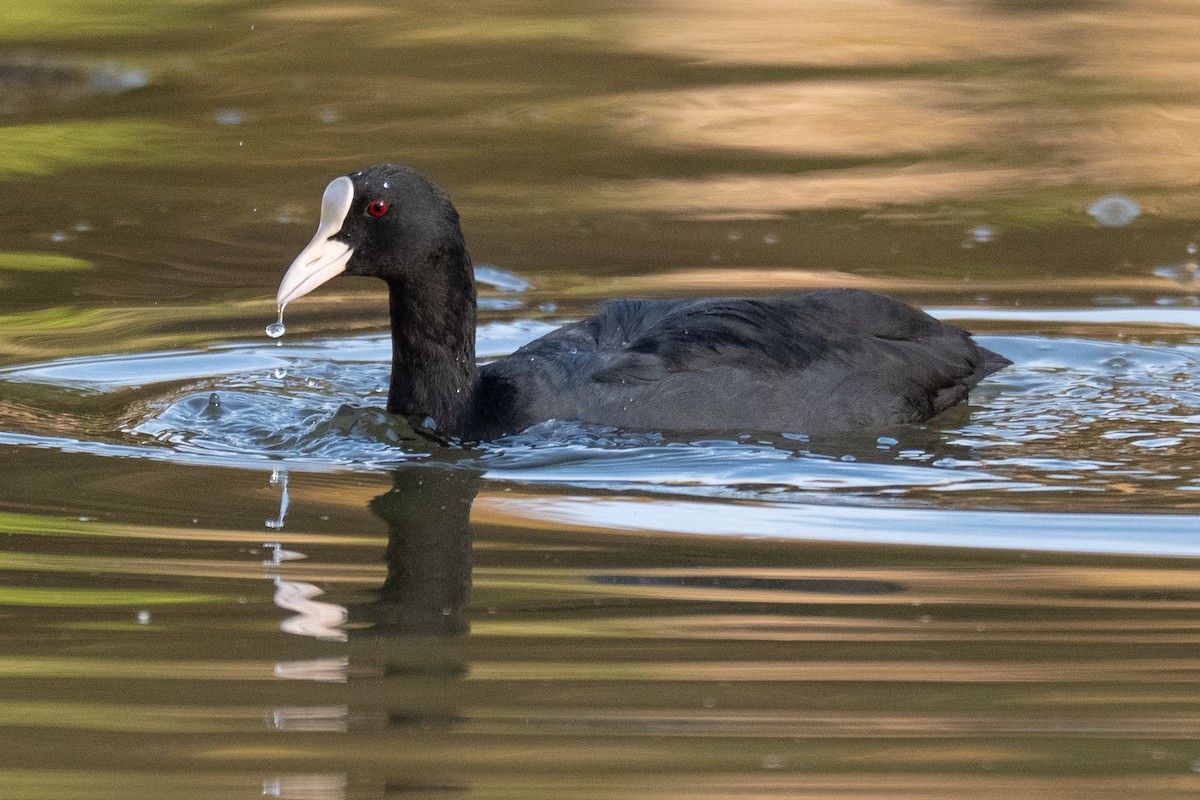 Eurasian Coot - ML646636633