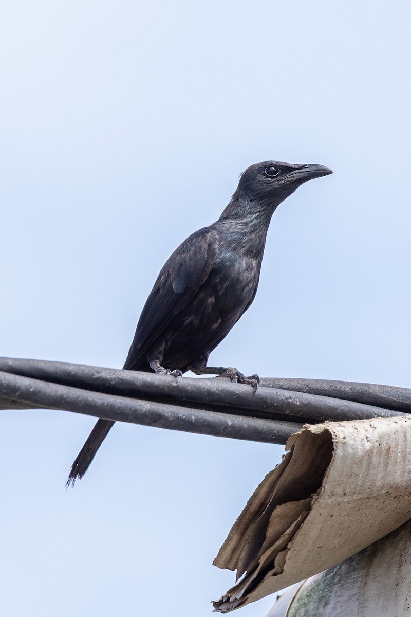 Moluccan Starling - ML646636634
